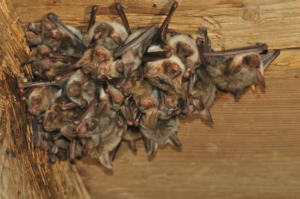 bats infestation - bats on the roof