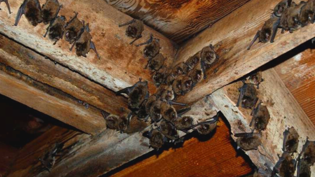 get rid of bats in a barn