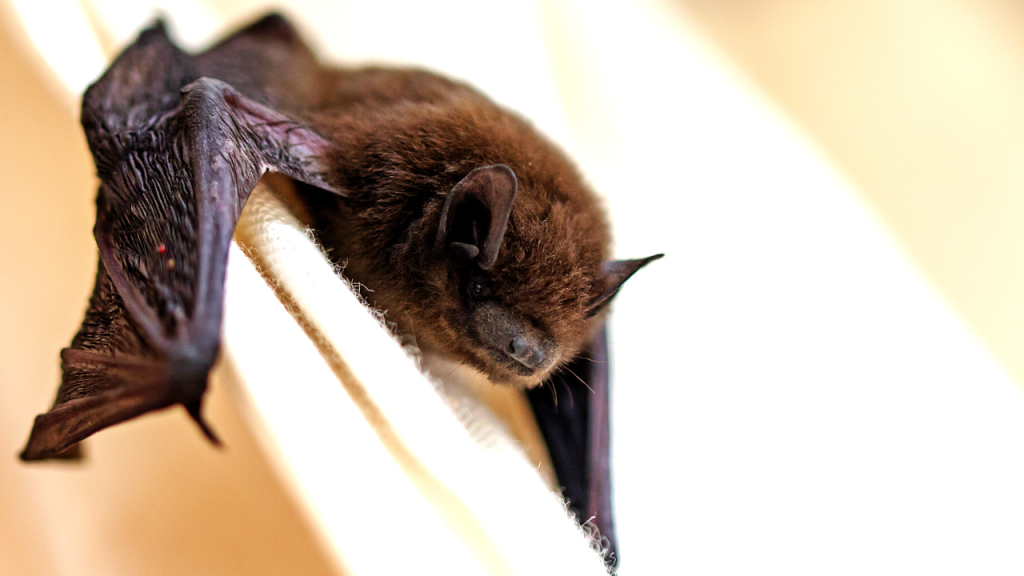 is it illegal to kill a bat