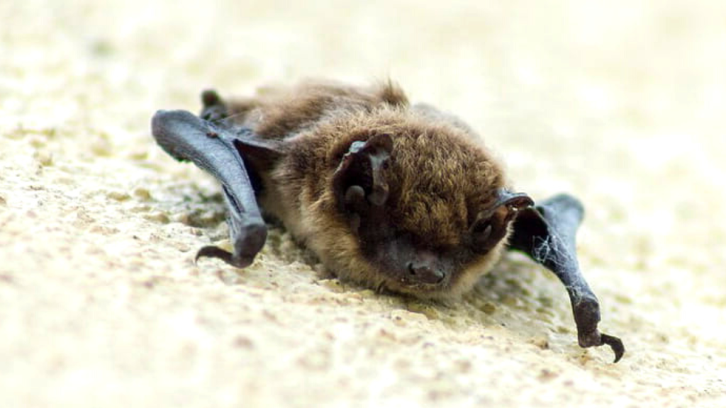 is it illegal to kill a bat