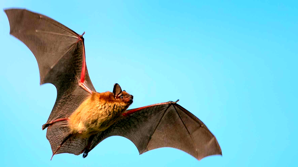 essential oils to get rid of bats