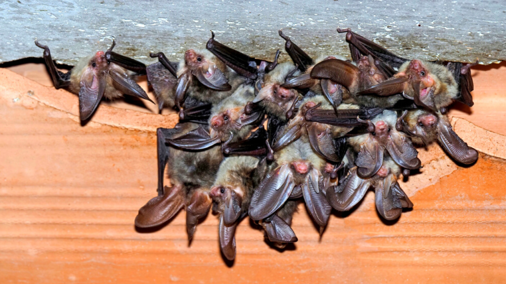 get rid of bats in chimney