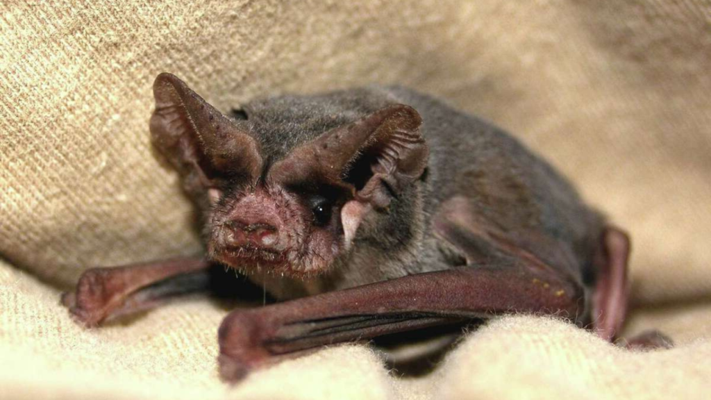 bat species in the USA