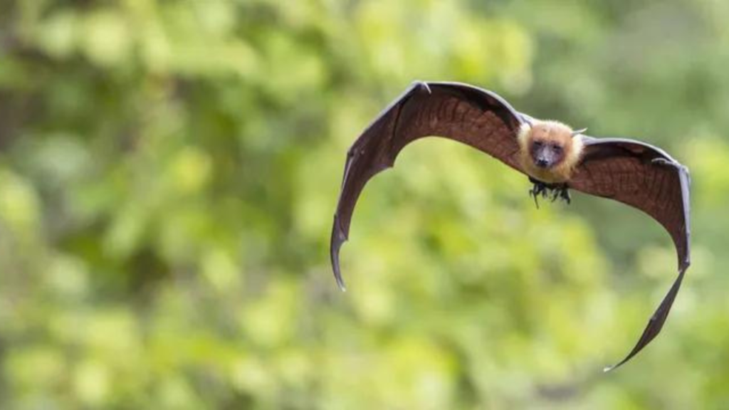 bats natural predators